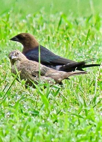Brown-headed Cowbird (and consort) by 611catbirds, too is licensed under CC BY 2.0